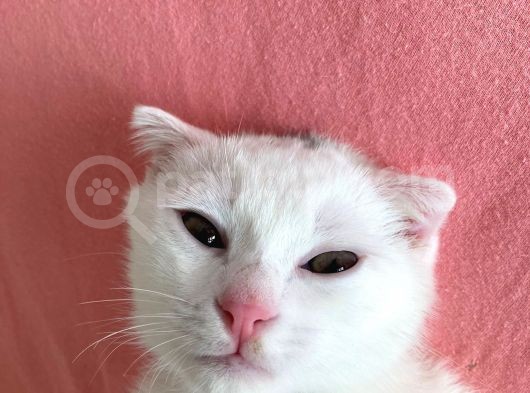 Scottish Fold Yavrumuza Yuva Arıyoruz! görsel