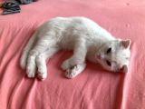 Scottish Fold Yavrumuza Yuva Arıyoruz!