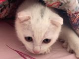 Scottish Fold Yavrumuza Yuva Arıyoruz!