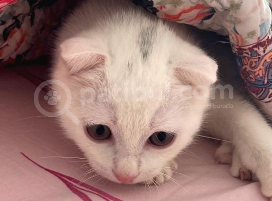 Scottish Fold Yavrumuza Yuva Arıyoruz!
