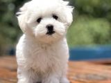 Show Kalite Maltese Terier Yavrular