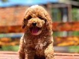Bebek Surat Toy Poodle Yavrular