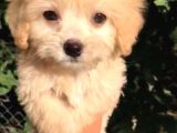 Dünyalar Tatlisi Malti̇poo Yavrulari