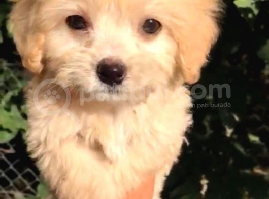 Dünyalar Tatlisi Malti̇poo Yavrulari görsel