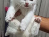 Scottish Longhair Acil