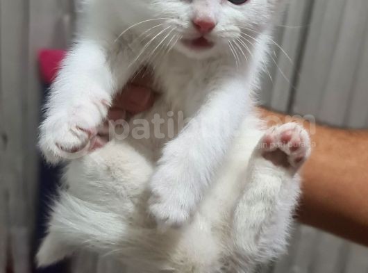 Scottish Longhair Acil görsel