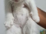 Scottish Longhair Acil