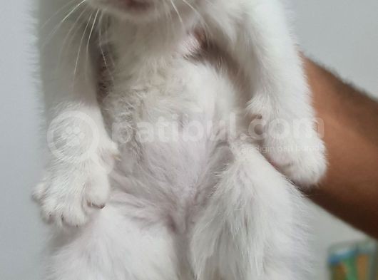 Scottish Longhair Acil görsel