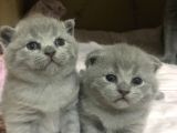 Full Scr Ayı Kafa Scottish Fold