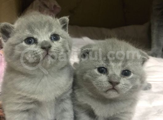 Full Scr Ayı Kafa Scottish Fold görsel
