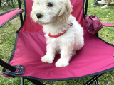 Dünyalar Tatlisi Malti̇poo Yavrulari
