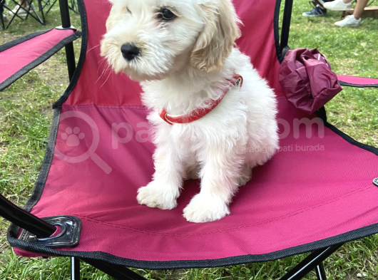Dünyalar Tatlisi Malti̇poo Yavrulari