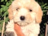 Dünyalar Tatlisi Malti̇poo Yavrulari