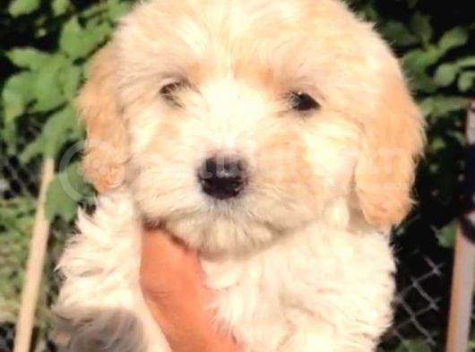 Dünyalar Tatlisi Malti̇poo Yavrulari görsel