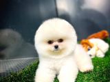 Irk Ve Sağlık Garantili Pomeranian Boo Yavrularımız