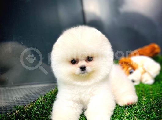 Irk Ve Sağlık Garantili Pomeranian Boo Yavrularımız görsel