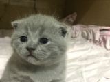 Full Scr Ayı Kafa Scottish Fold