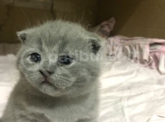 Full Scr Ayı Kafa Scottish Fold görsel