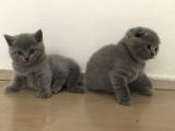Full Scr Ayı Kafa Scottish Fold