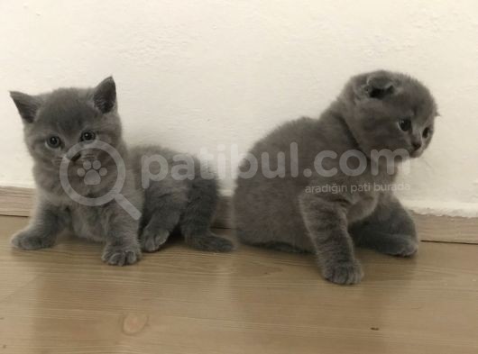 Full Scr Ayı Kafa Scottish Fold görsel
