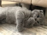 Full Scr Ayı Kafa Scottish Fold