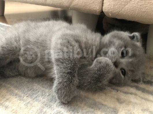 Full Scr Ayı Kafa Scottish Fold görsel