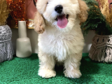 Dünyalar Tatlisi Malti̇poo Yavrulari