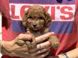 Show Kalite Maltipoo Bebekler