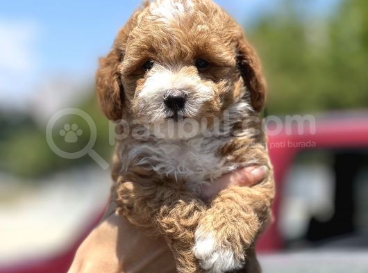 Show Kalite Maltipoo Bebekler görsel