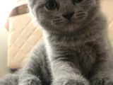 Full Scr Ayı Kafa Scottish Fold