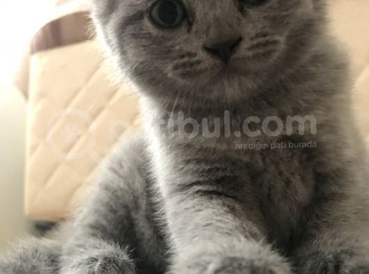 Full Scr Ayı Kafa Scottish Fold