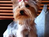 Çok Tatlı Mini Boy Yorkshire Terrier Yavruları