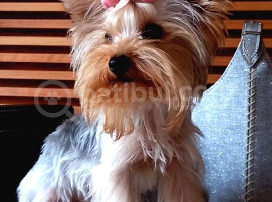 Çok Tatlı Mini Boy Yorkshire Terrier Yavruları görsel