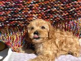 Saf Maltipoo