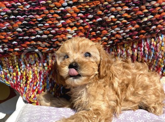 Saf Maltipoo görsel