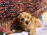 Saf Maltipoo