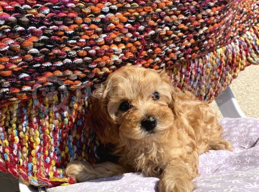 Saf Maltipoo