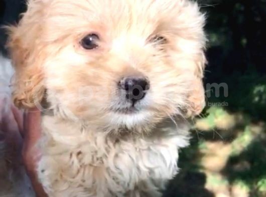 Dünyalar Tatlisi Malti̇poo Yavrulari görsel