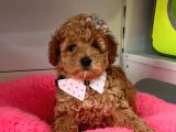 Safkan Toy Poodle Yavrularımız