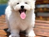Show Kalite Maltese Terier Yavrular