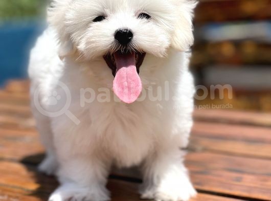 Show Kalite Maltese Terier Yavrular