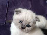 Scottish Fold