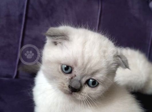 Scottish Fold
