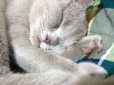 Erkek British Shorthair Kısırlaştırılmış 1 Yaşında