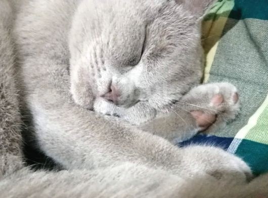 Erkek British Shorthair Kısırlaştırılmış 1 Yaşında görsel