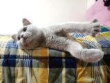 Erkek British Shorthair Kısırlaştırılmış 1 Yaşında