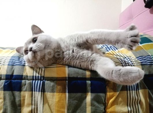 Erkek British Shorthair Kısırlaştırılmış 1 Yaşında görsel