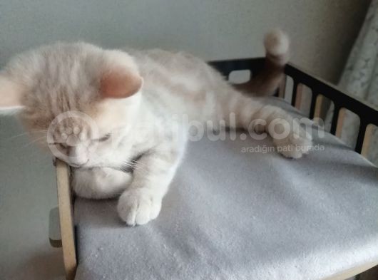 3 Buçuk Aylık Erkek Golden British görsel