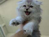 Scottish Fold'un En Güzel Hali Longhair