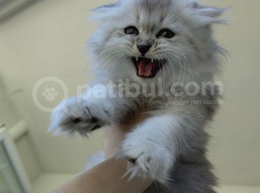 Scottish Fold'Un En Güzel Hali Longhair